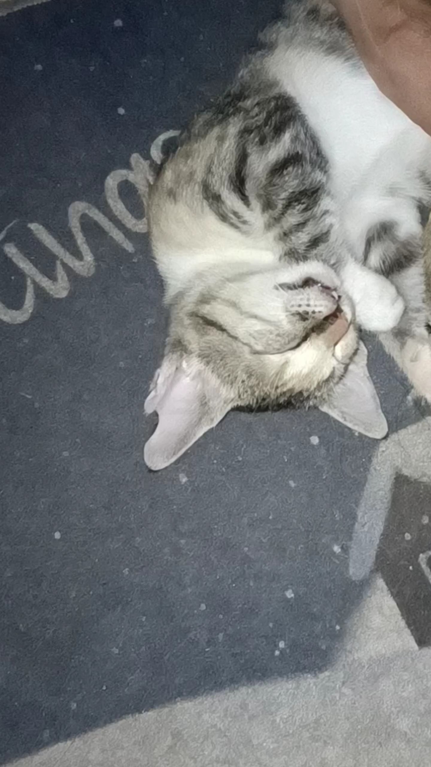 Gato soñador
