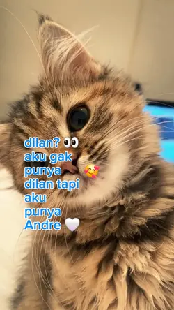 Punya andre