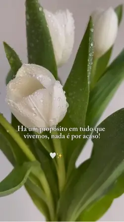 Há um propósito 