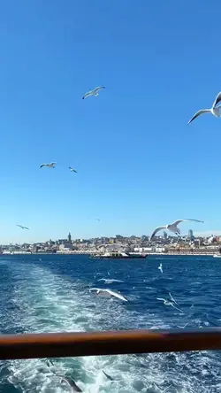 Martıların kanadında