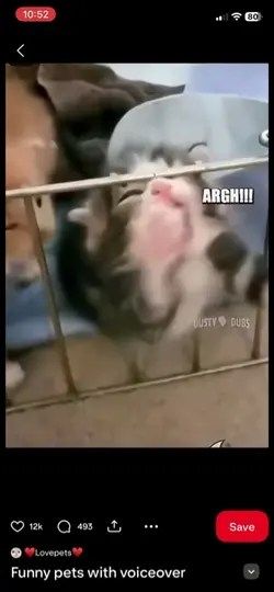 Talking cats funny 