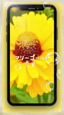 マリーゴールド