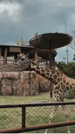Zoo day