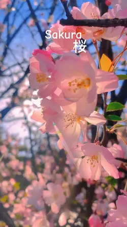 sakura 