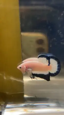 Betta fish