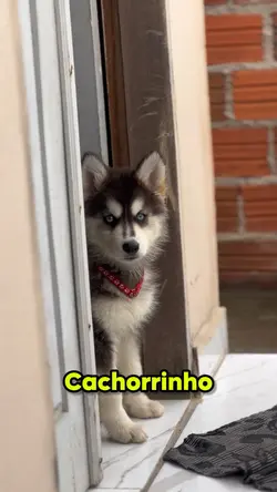 Cachorrinho no sofá
