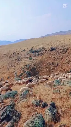 yeni şablon koyun
