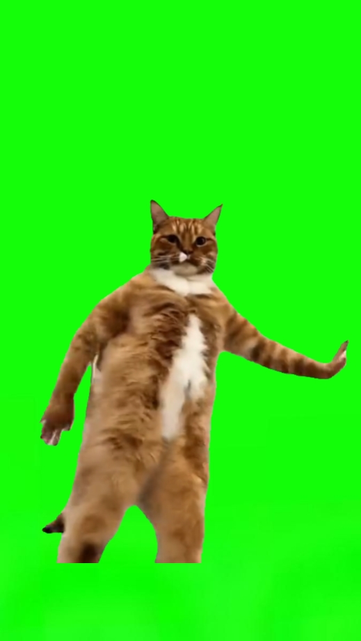 Mème de chat drôle