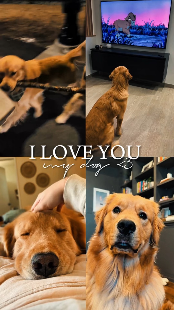 Mein Hund