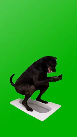 TOILET SCROLLING DOG