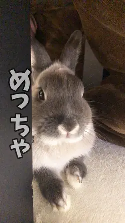 見つめるラルフくん🐰