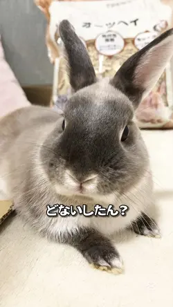 まずはおやつを用意しなさい🐰