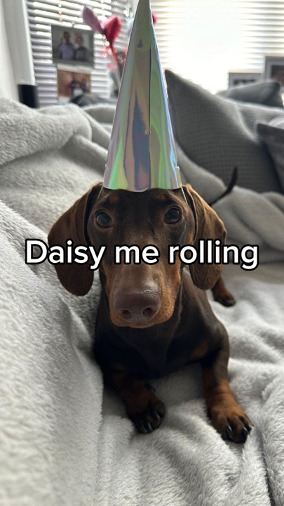 Daisy mich rollen 