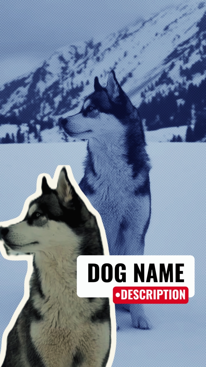 DOG INTRO