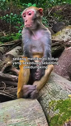 Sekedung sekeding