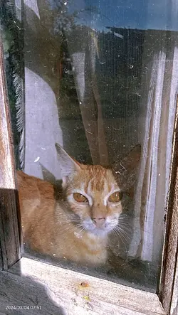 neko chwan