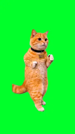 Funny cat dance
