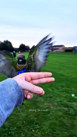 slowmo template