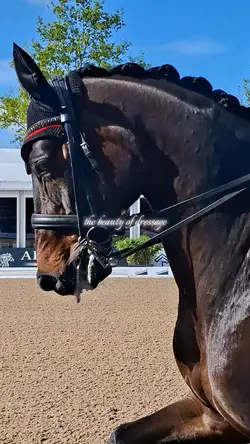 beauty of dressage
