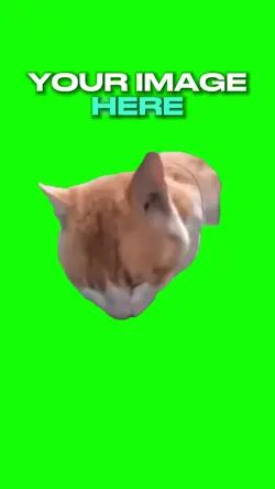 Cat Eating 