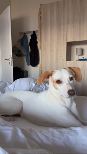 Hundeleben 