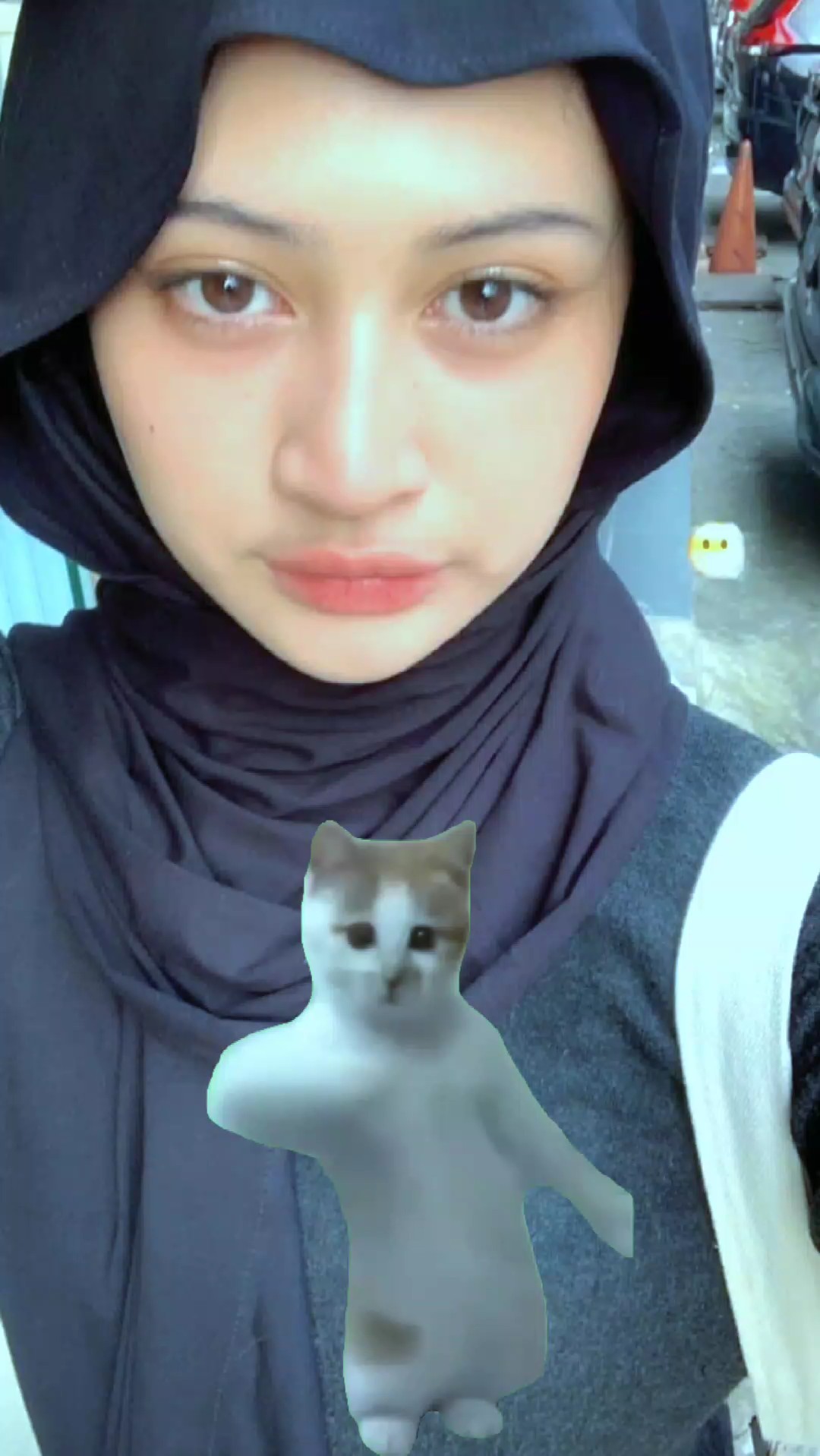 kucing joget terbaya