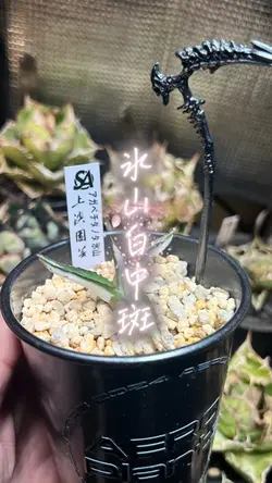 無料30秒育成PR