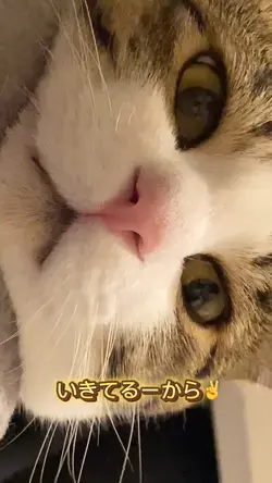 猫　歌に合わせた動画