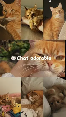 Mon chat adorable