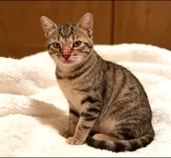 Kucing