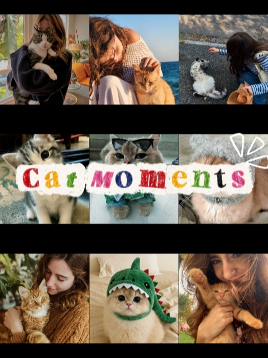 고양이 사진