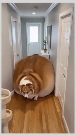 Chubby Dog