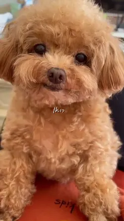 Cute Dog