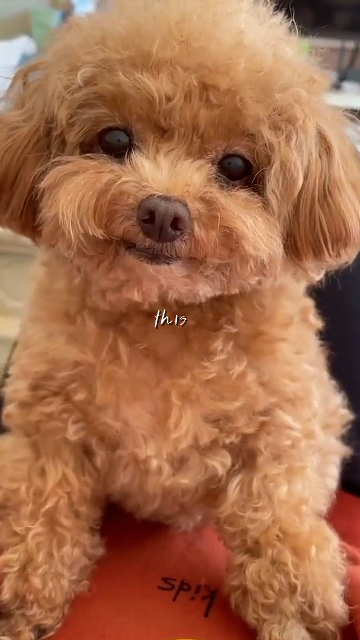 Lindo Perro