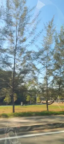 Maju