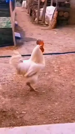 ayam berkentut