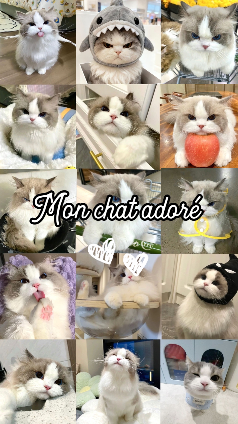 Pzt sohbet adoré 