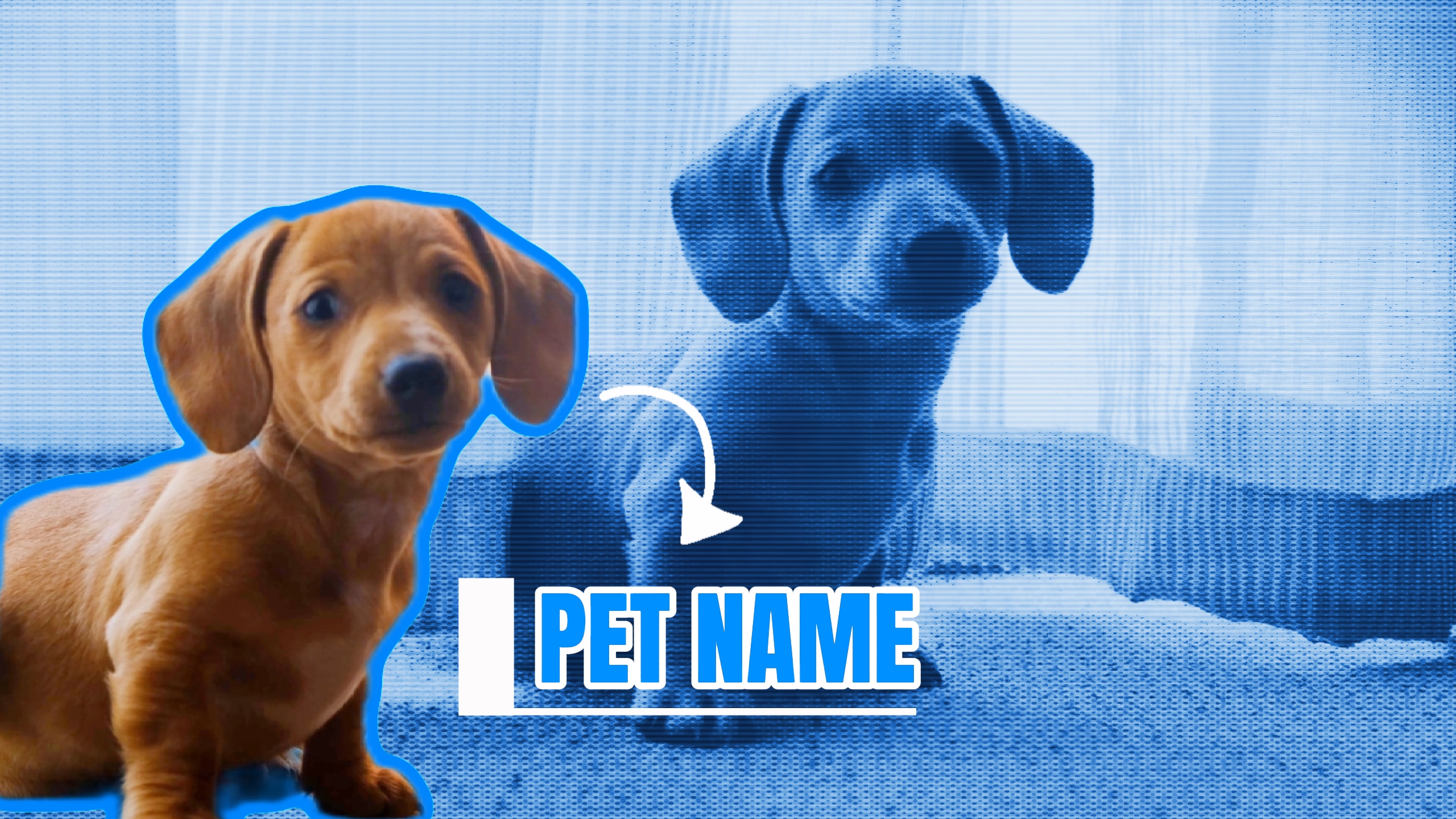 Introduction pet