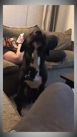 tiktok viral