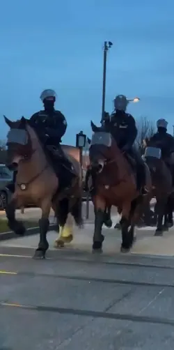 Police horses