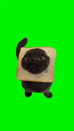 Bread Head Cat