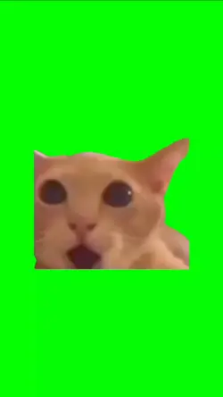 cat shocking meme