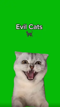 Evil Cats 