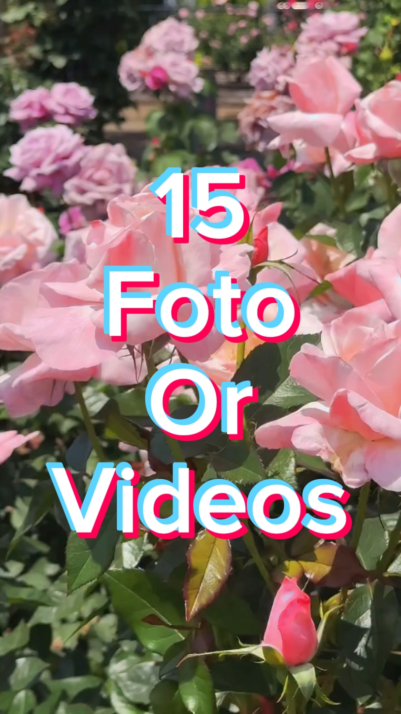 15 Foto Slides