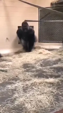 kingkon