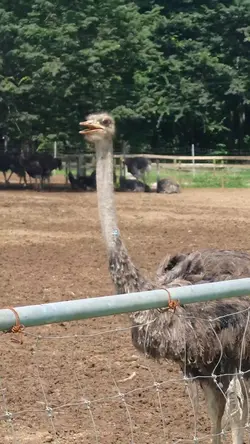 【ダチョウ】ダチョウ王国