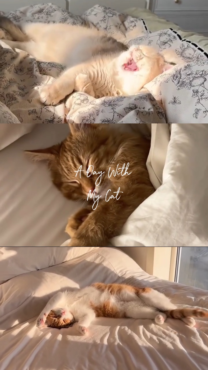 Ein Tag mit meiner Katze