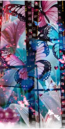 Butterfly’s