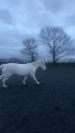 Horse slow motion 