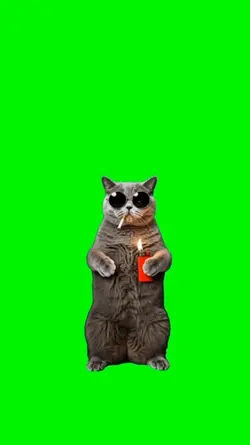 Cat smoking